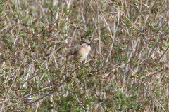 Lanius isabellinus
