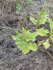 Verbesina microptera