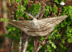 Perconia strigillaria