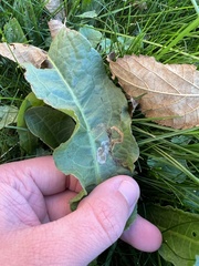 Pegomya bicolor