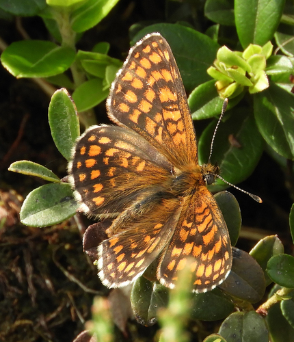 Heath Fritillary, Gelderland, NL, photo 10 of 10