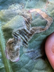 Pegomya bicolor