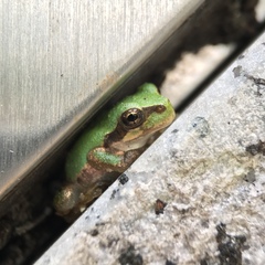 Hyla japonica