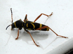 Clytus arietis