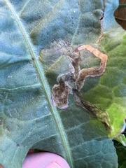 Pegomya bicolor
