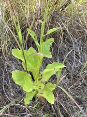 Verbesina microptera