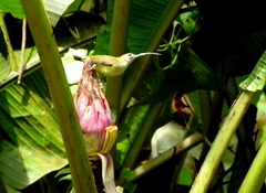 Arachnothera longirostra