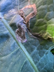 Pegomya bicolor