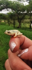 Hyperolius marmoratus taeniatus