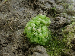 Sphaerocarpos europaeus