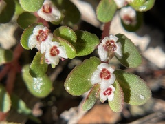 Euphorbia pergamena image