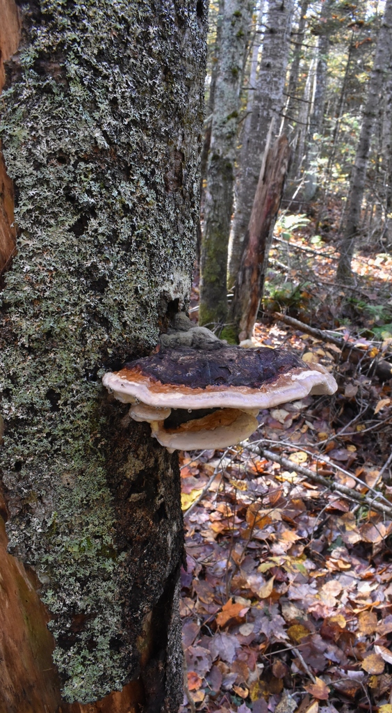 Northern Red Belt from Palermo Preserve, ME, USA on October 16, 2022 at