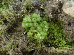 Sphaerocarpos europaeus