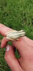Hyperolius marmoratus taeniatus