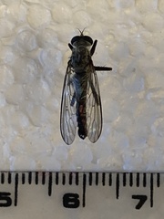 Neomochtherus willistoni