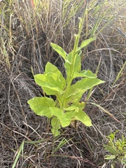 Verbesina microptera