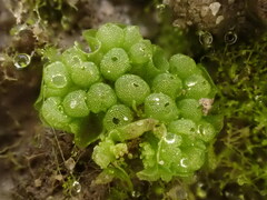 Sphaerocarpos europaeus