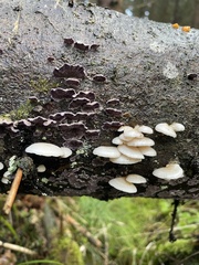 Trichaptum abietinum