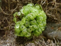 Sphaerocarpos europaeus