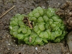 Sphaerocarpos europaeus