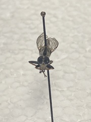 Neomochtherus willistoni