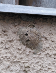 Sceliphron curvatum