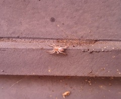 Arachosia praesignis