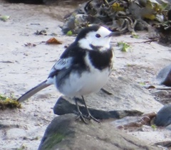 Motacilla alba yarrellii