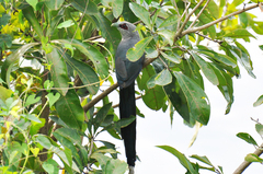 Phaenicophaeus tristis