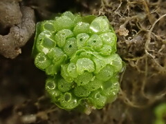 Sphaerocarpos europaeus