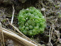 Sphaerocarpos europaeus