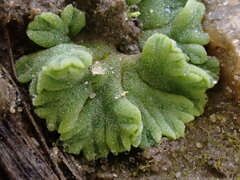 Riccia glauca