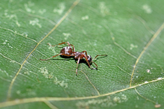 Formica fuscocinerea