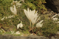 Colchicum laetum