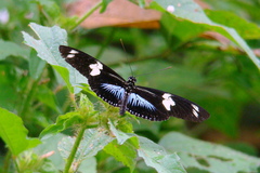 Heliconius doris