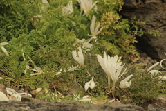 Colchicum laetum
