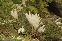 Colchicum laetum