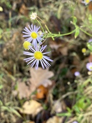 Erigeron annuus