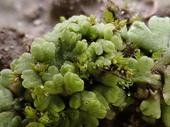 Riccia bifurca