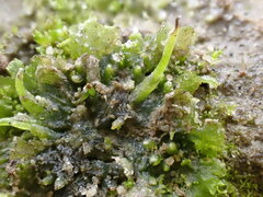 Anthoceros agrestis