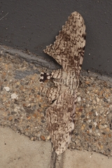 Thysania agrippina