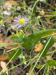 Erigeron annuus