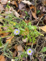 Erigeron annuus