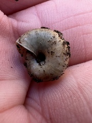 Oxychilus draparnaudi