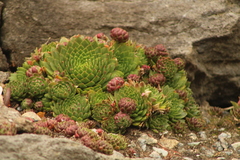 Sempervivum globiferum