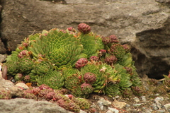 Sempervivum globiferum
