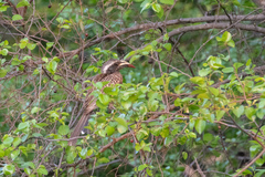 Lophoceros nasutus