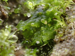 Anthoceros agrestis