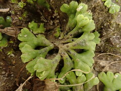 Riccia bifurca