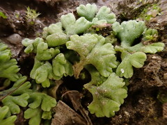 Riccia bifurca